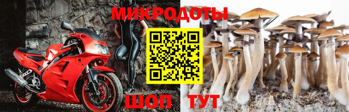 Псилоцибиновые грибы Psilocybine cubensis Псков